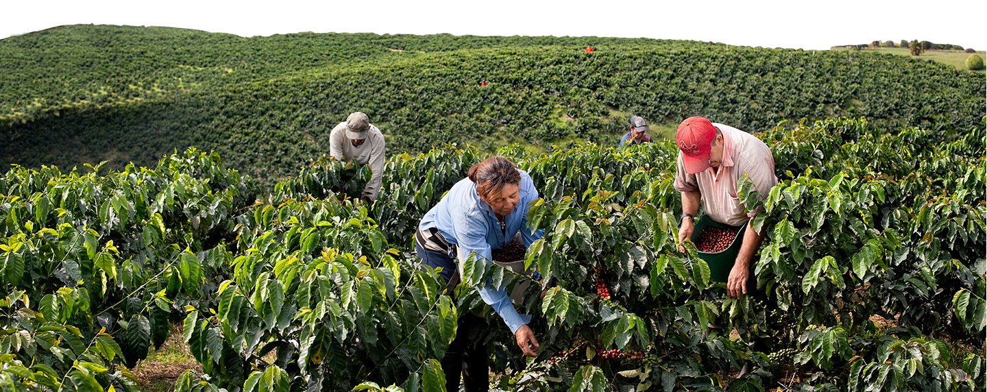 jacobs-douwe-egberts-koffieplantage