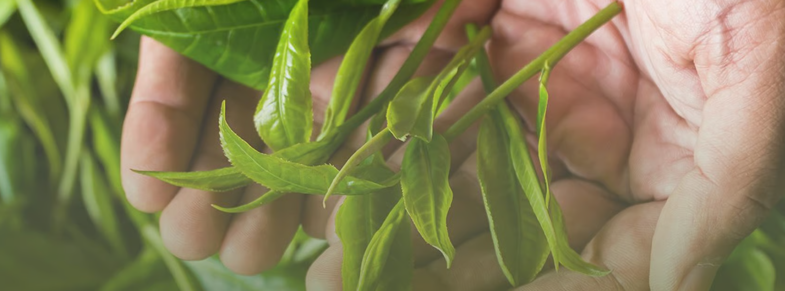sustainable tea