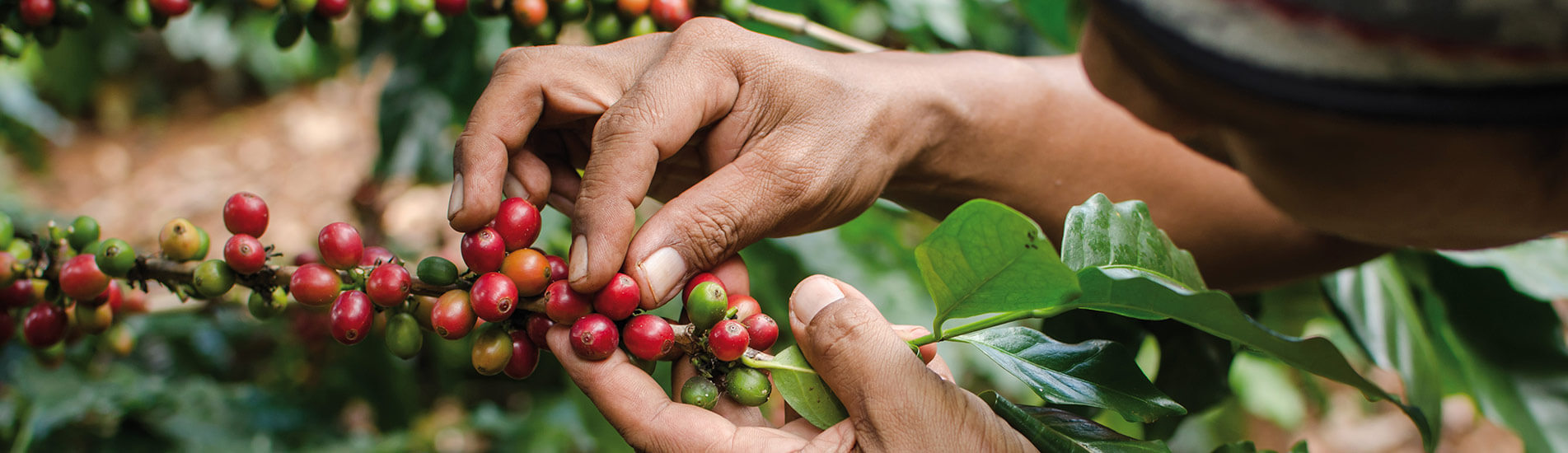 header-koffie
