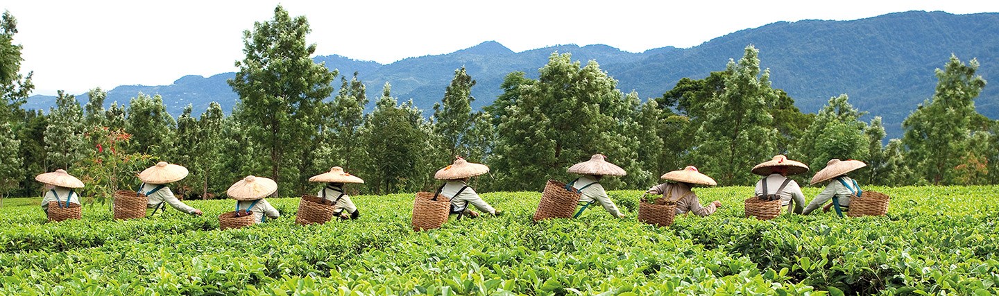 pickwick-fairtrade-theeplantages