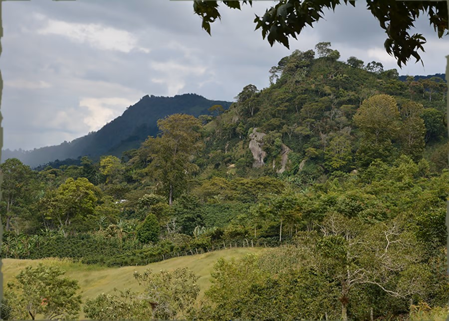 nl-honduras-coffee-landscape